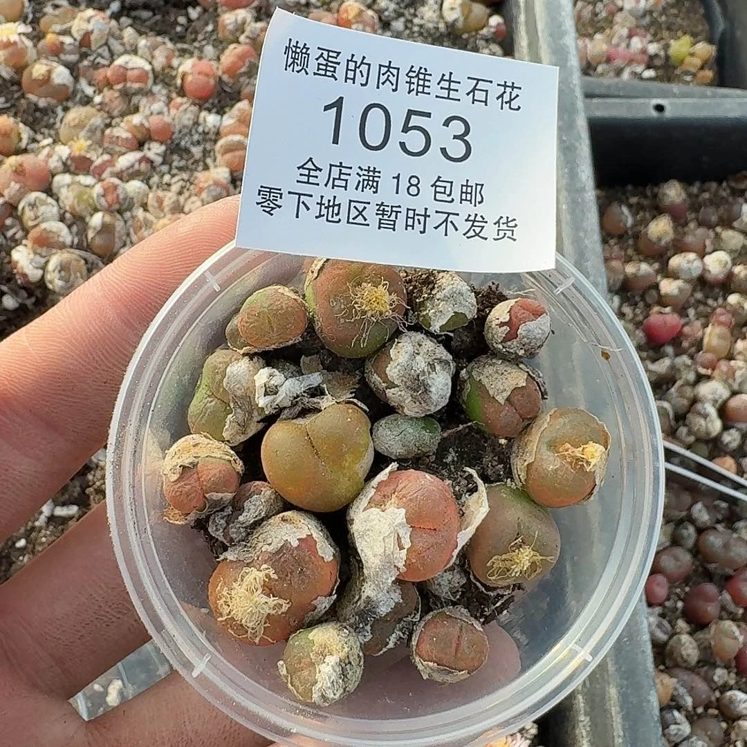 1053 哈哈哈哈哈哈