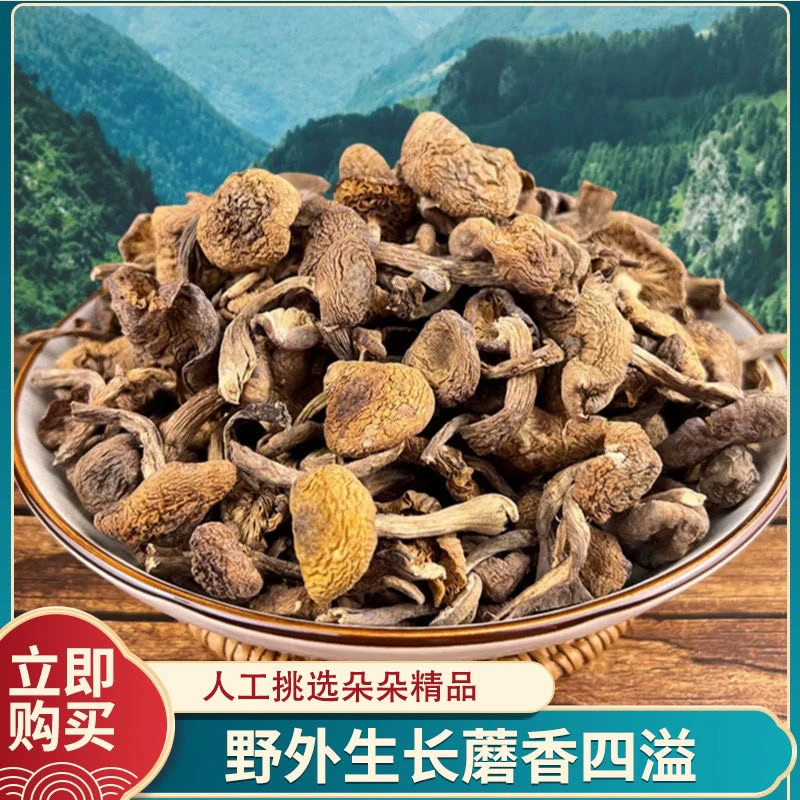 【长白山野生榛蘑【干货）】小鸡炖蘑菇鲜滑爽嫩东北特产榛蘑