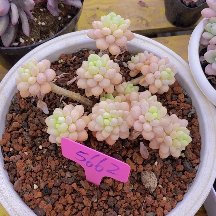 多肉植物，开心多肉