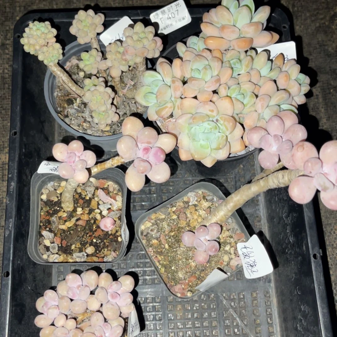 无**王407 带陶瓷盆发货 满28包邮