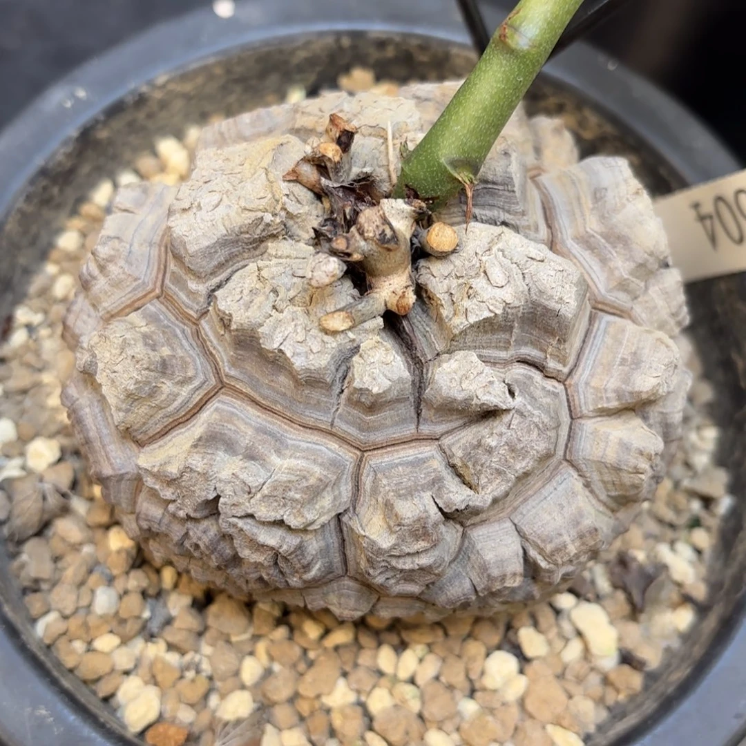 10号日系龟甲龙带盆包邮尺9