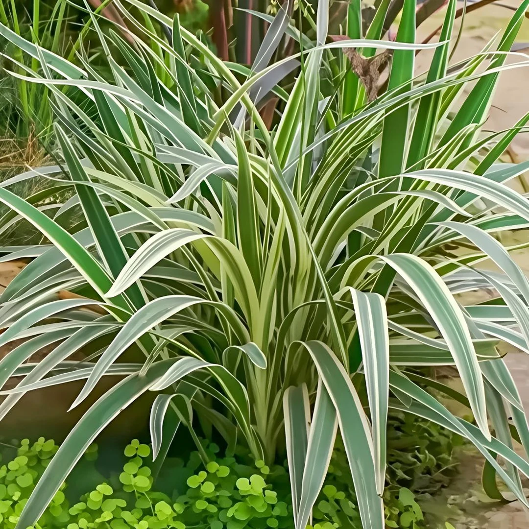 花叶山菅兰盆栽花卉多年生好养庭院花园观叶植物