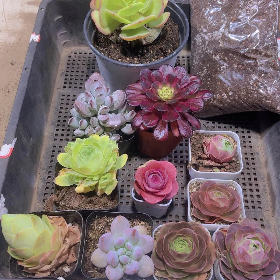 多肉348多肉植物