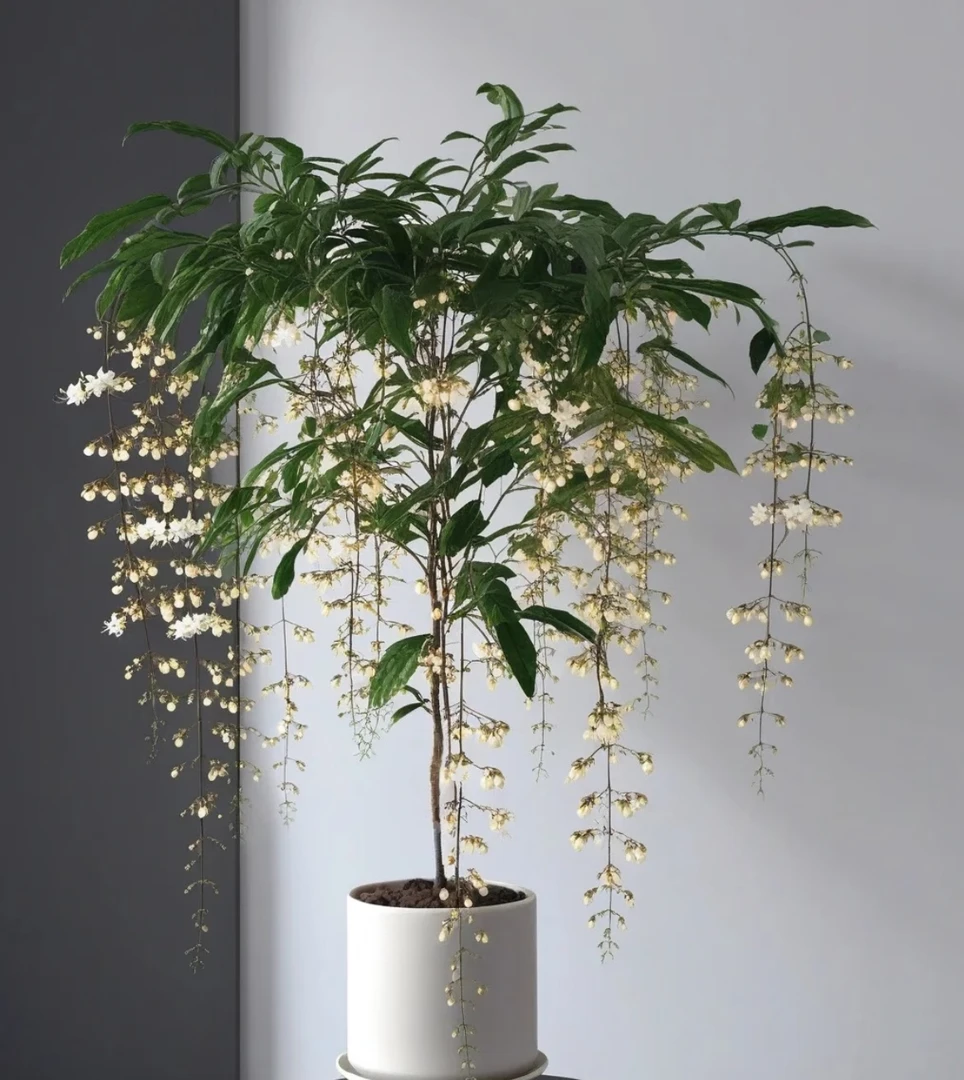 【带花丝】爆款垂丝茉莉高端网红风室内观赏花卉盆栽
