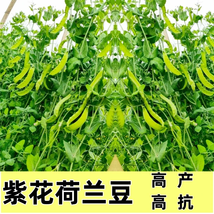 美甜紫花荷兰豆大荚玻璃豆种子高产高抗