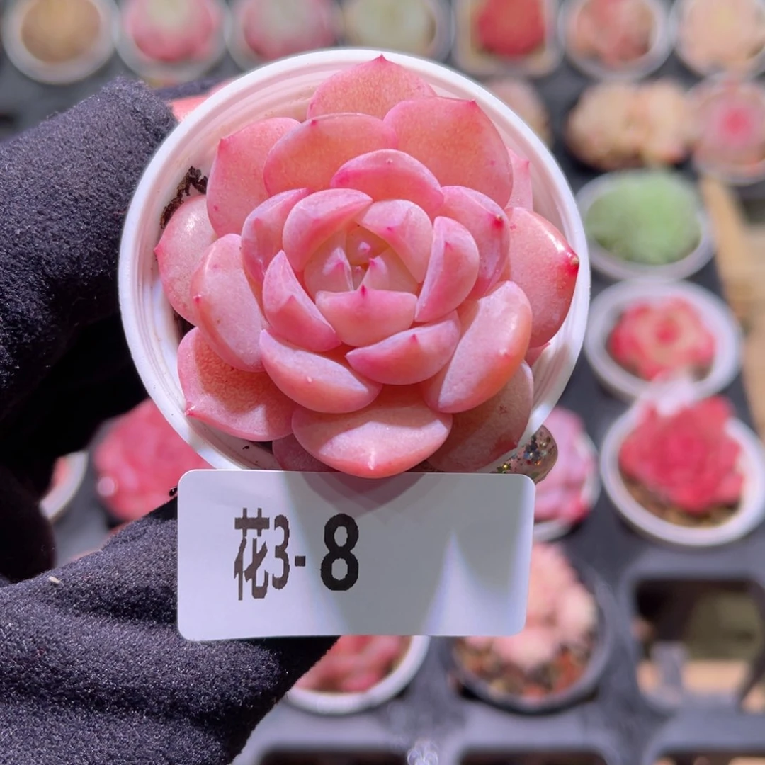 花利美3-8新品单头