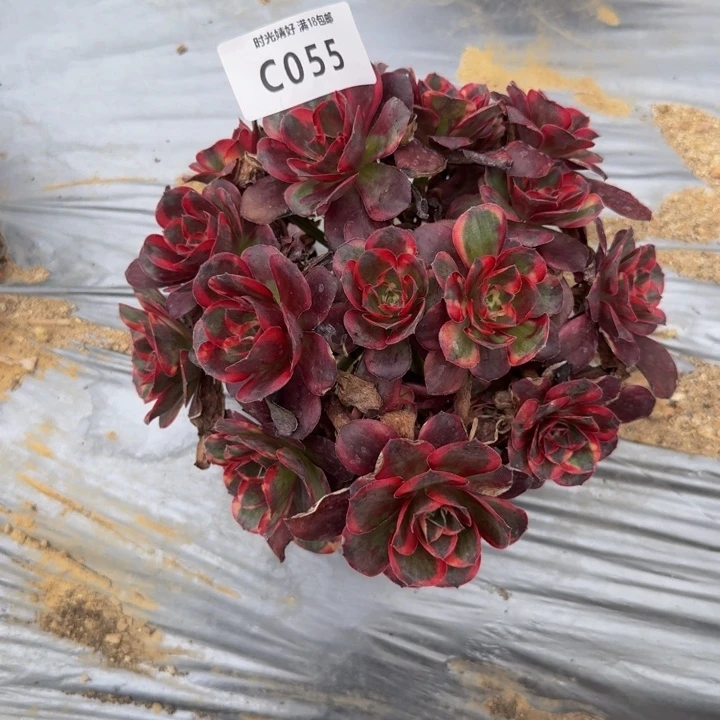 055魅金锦。多肉植物