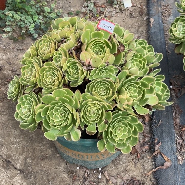 彭****506粉花妖多少植物