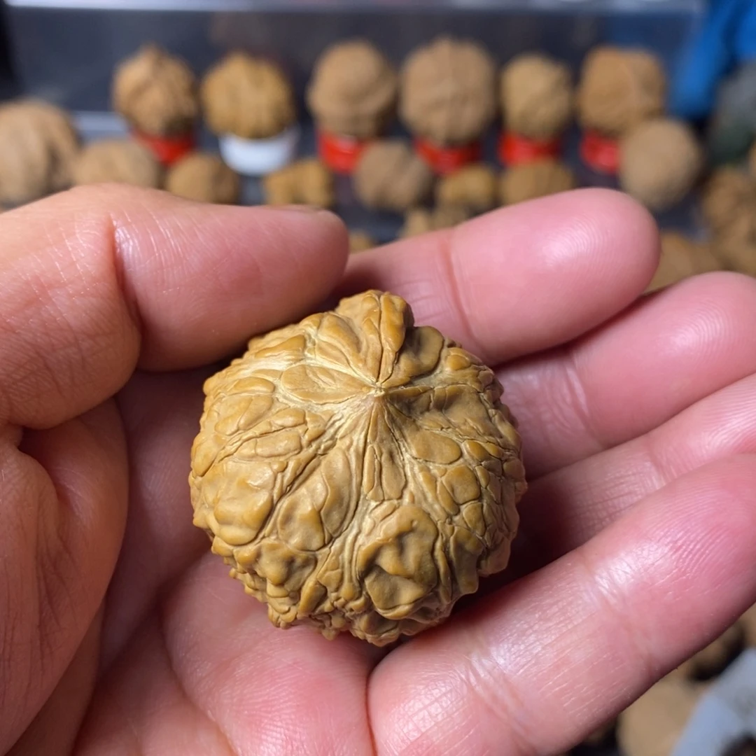 小***刚大叶紫檀（黑酸枝木类）