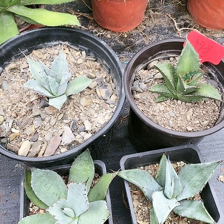【闪购商品】无花朵龙舌兰赖光