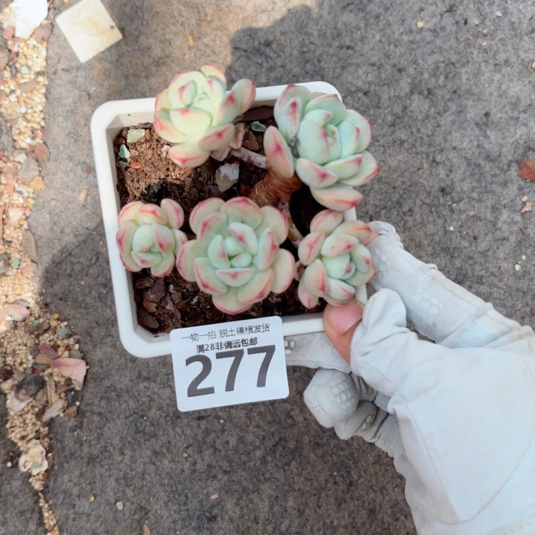 香草老桩无盆土发货