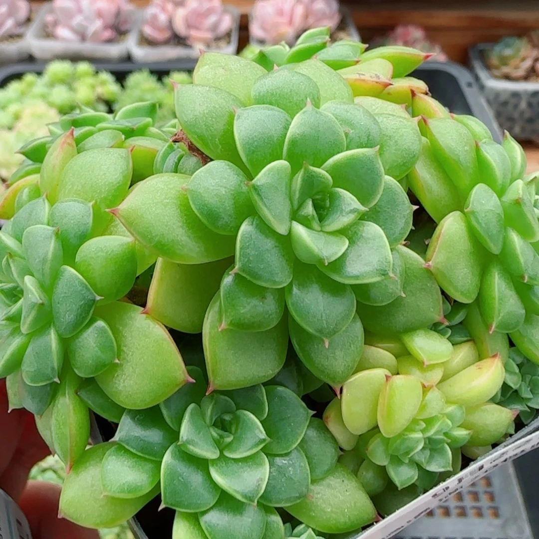 花语逸镜0922-39甜茶