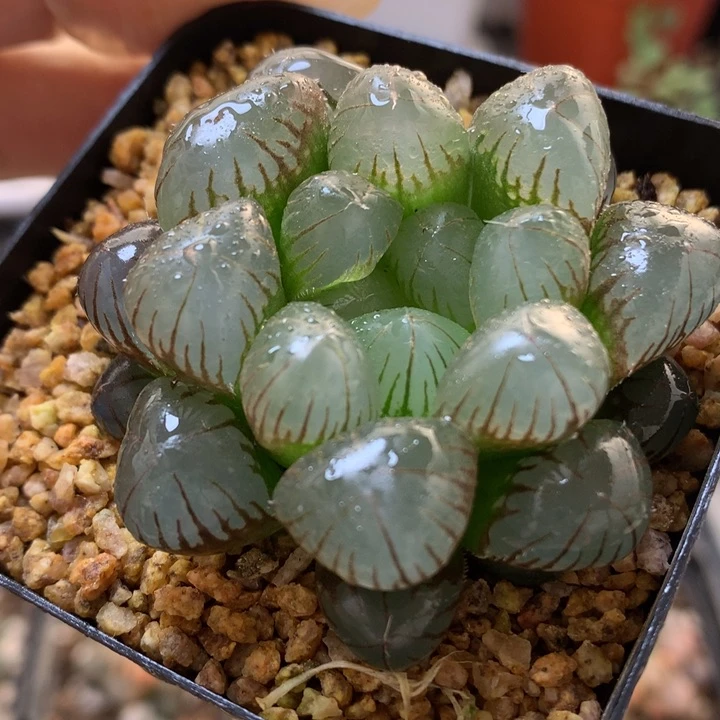 实生大窗玉露带盆土发货