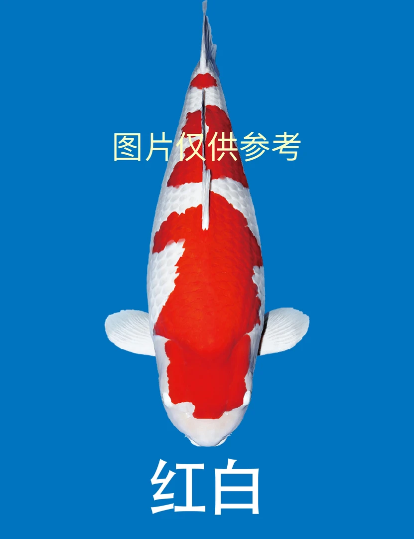 黄牌1-100号锦鲤孔雀松叶秋翠介子火鲤昭和绯写龙系包邮包开箱活