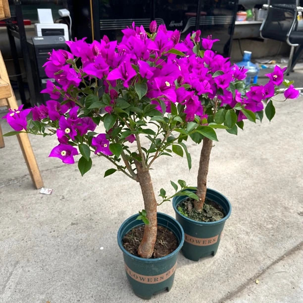 【紫色头茬花】云南紫老桩（不是口里货）三角梅勤花四季开花基地直发