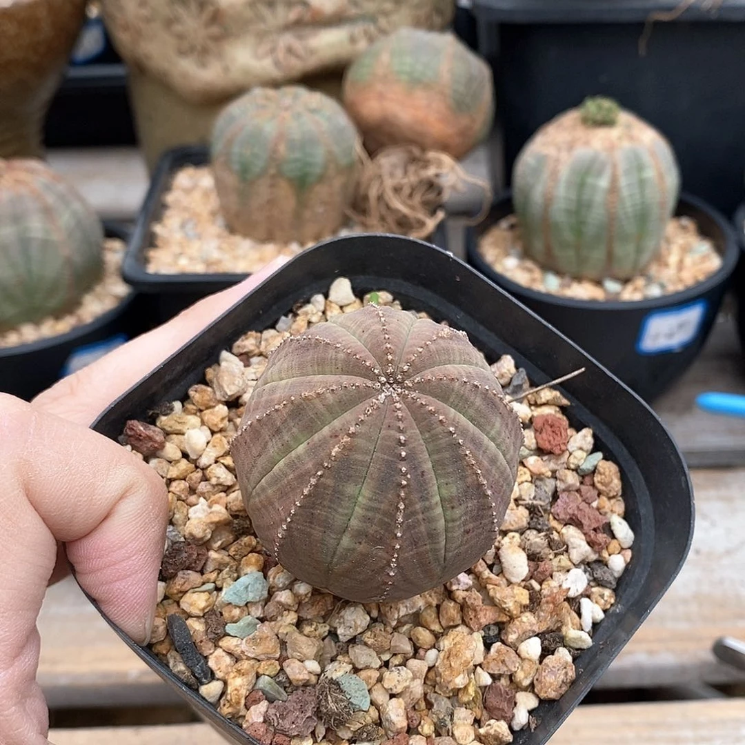 欧系实生布纹球多肉植物