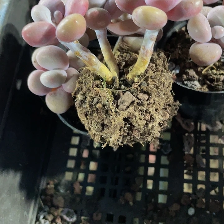 三头老桩腰子蛋带盆