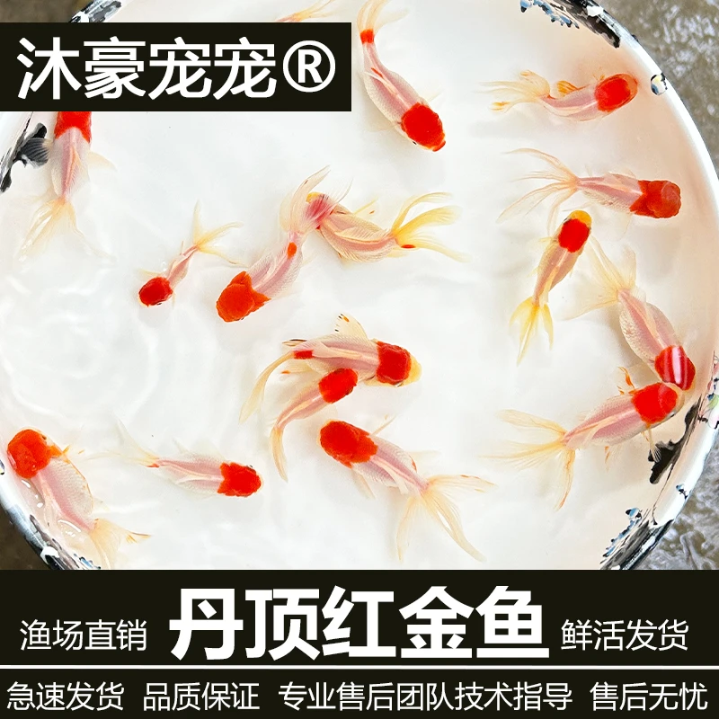 沐豪宠宠【运营推荐】丹顶红冷水鱼国狮金鱼观赏鱼淡水好养招财鱼