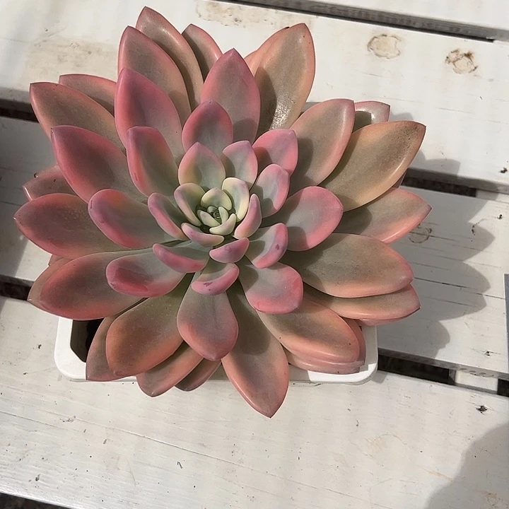 彩色奥普锦多肉植物