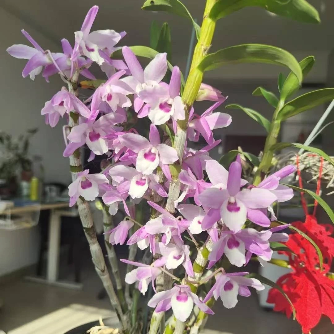 彩瓣石斛兰花盆栽香水百合爆花告白花期长室内阳台鲜花绿植石斛兰