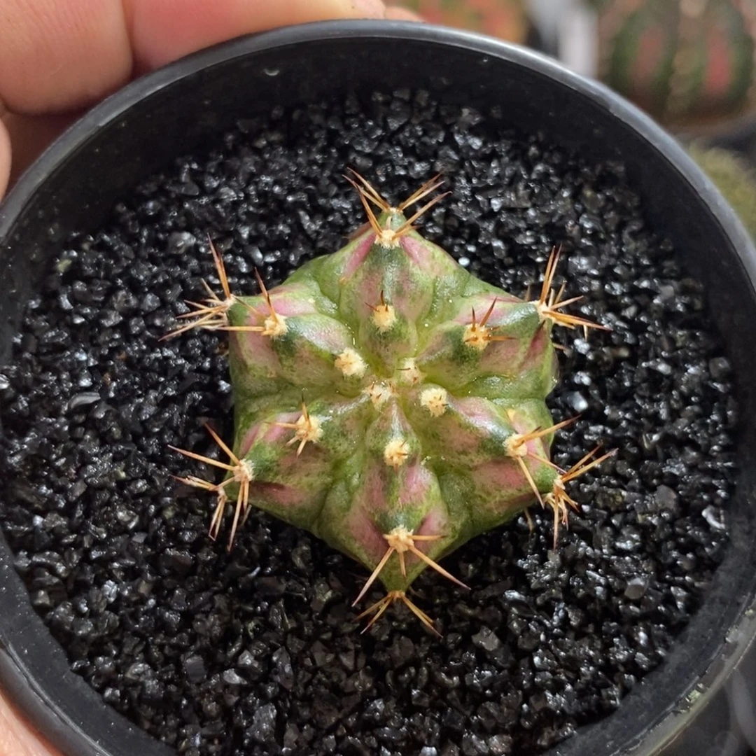 6棱海神—脱土发货34