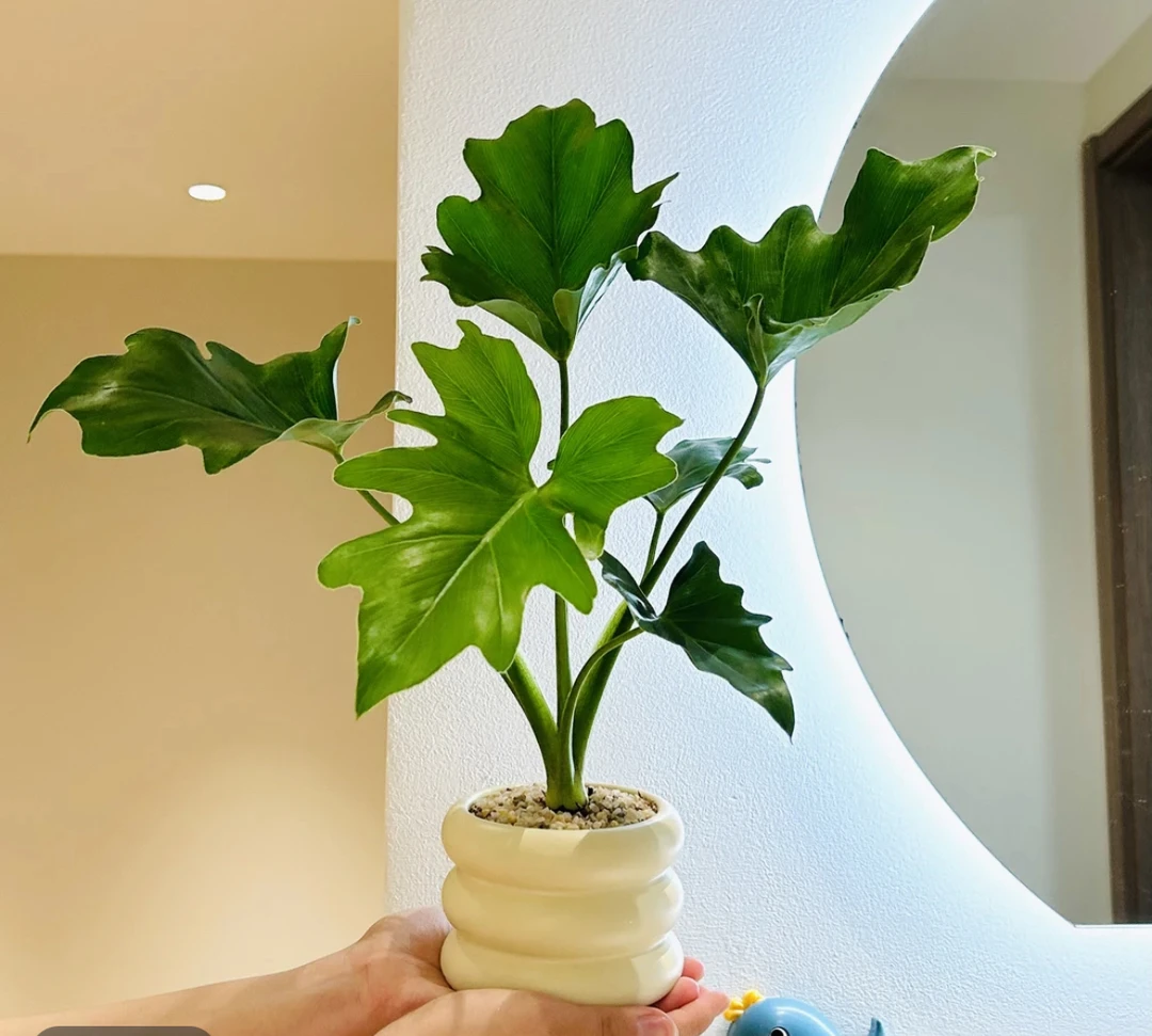小春羽盆栽盆景禅意室内客厅办公室桌面绿色花卉观叶绿植