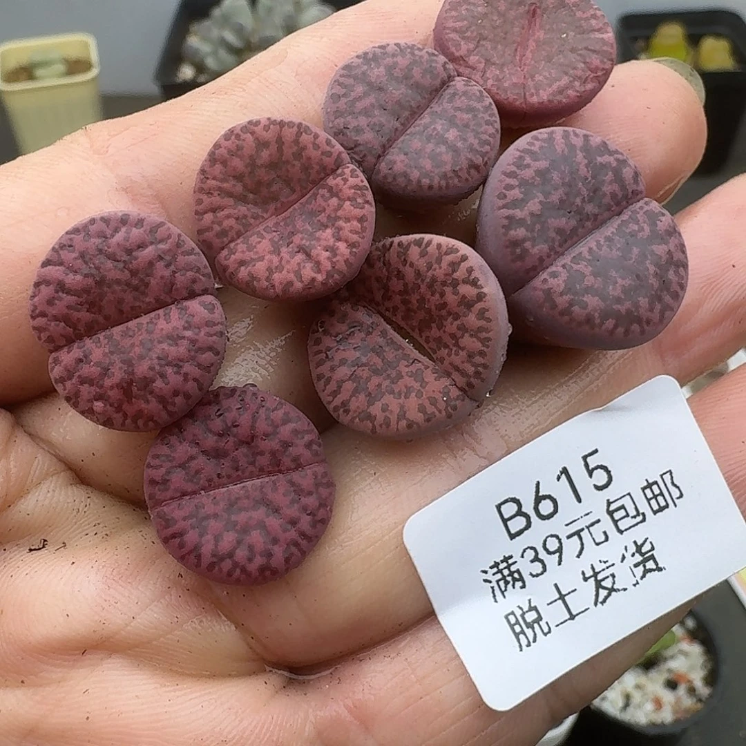 615多肉哈哈哈哈哈哈哈哈干