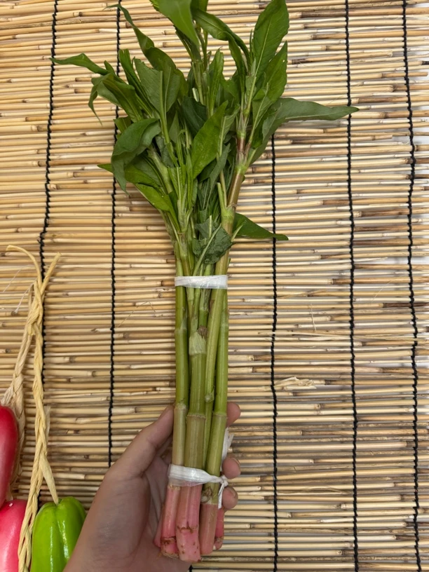 东北酸浆小时候的味道