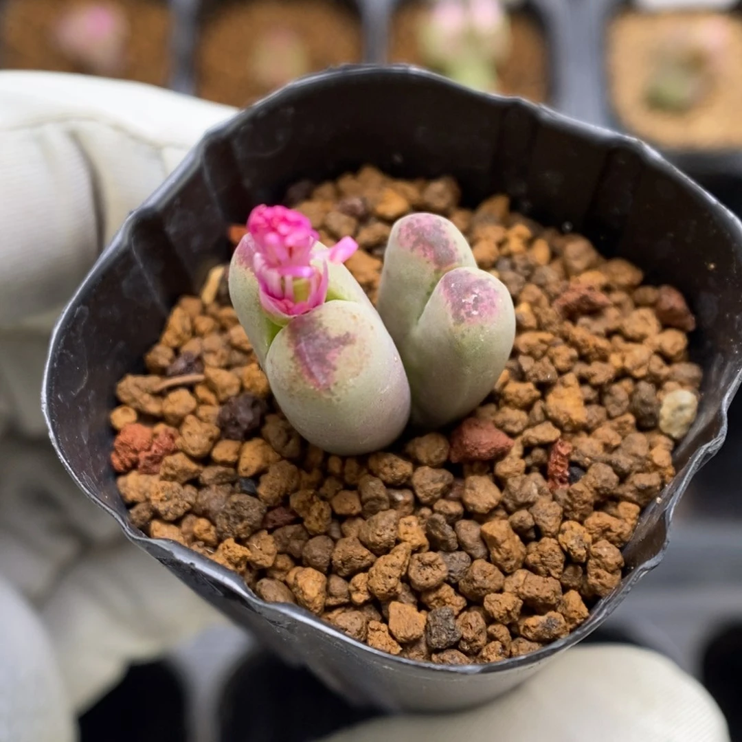 多肉植物肉锥杂交K-3708