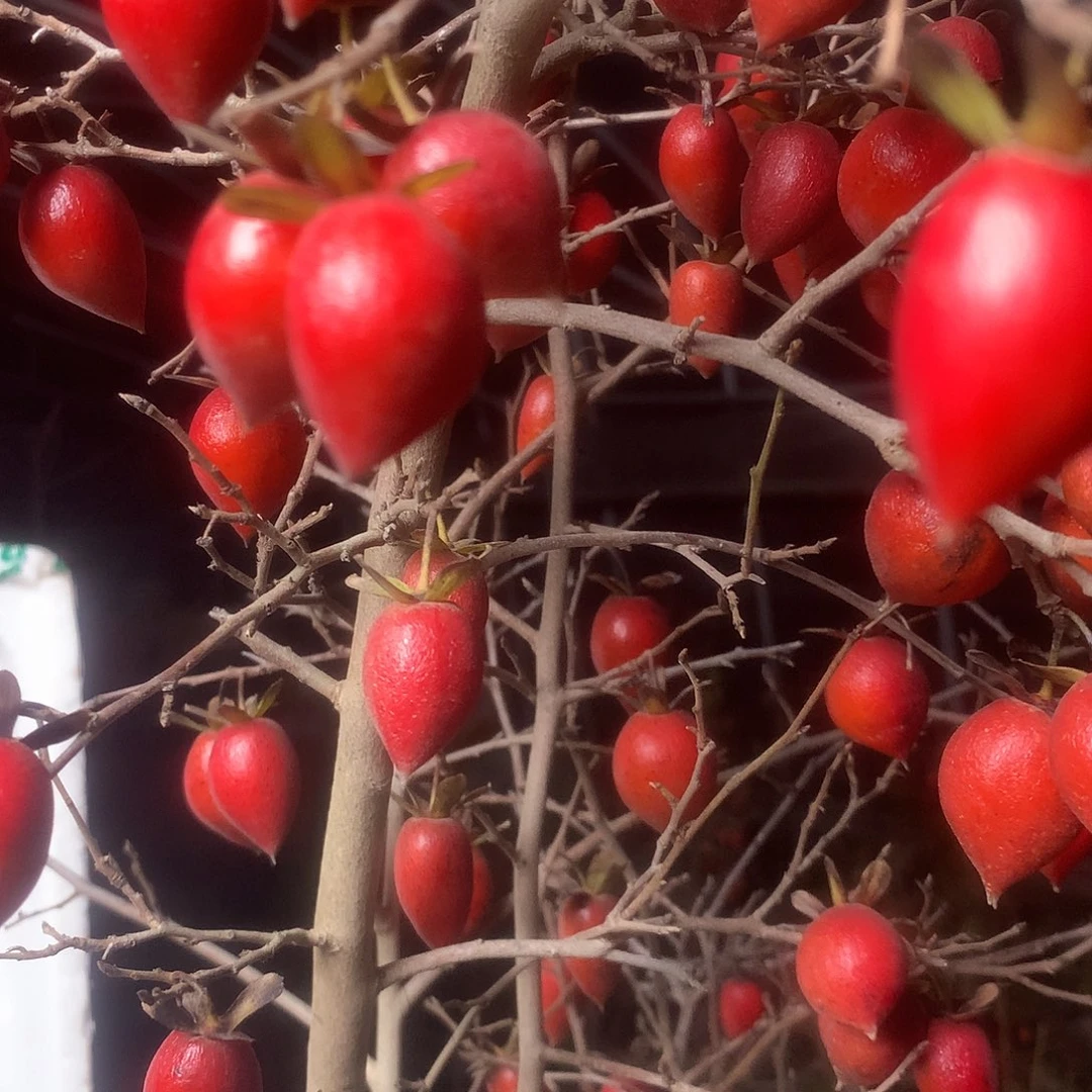 无花朵老鸦的眼睛