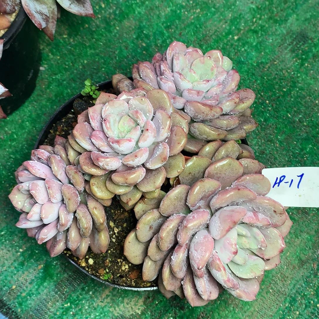 弥****资红孩儿一物一拍19.17