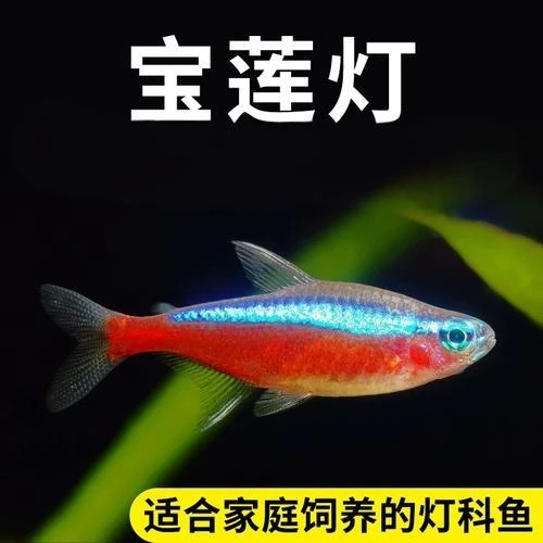 宝莲灯鱼活鱼鱼观赏鱼小型热带灯科观赏鱼淡水草缸群蓝吉罗游鱼vs