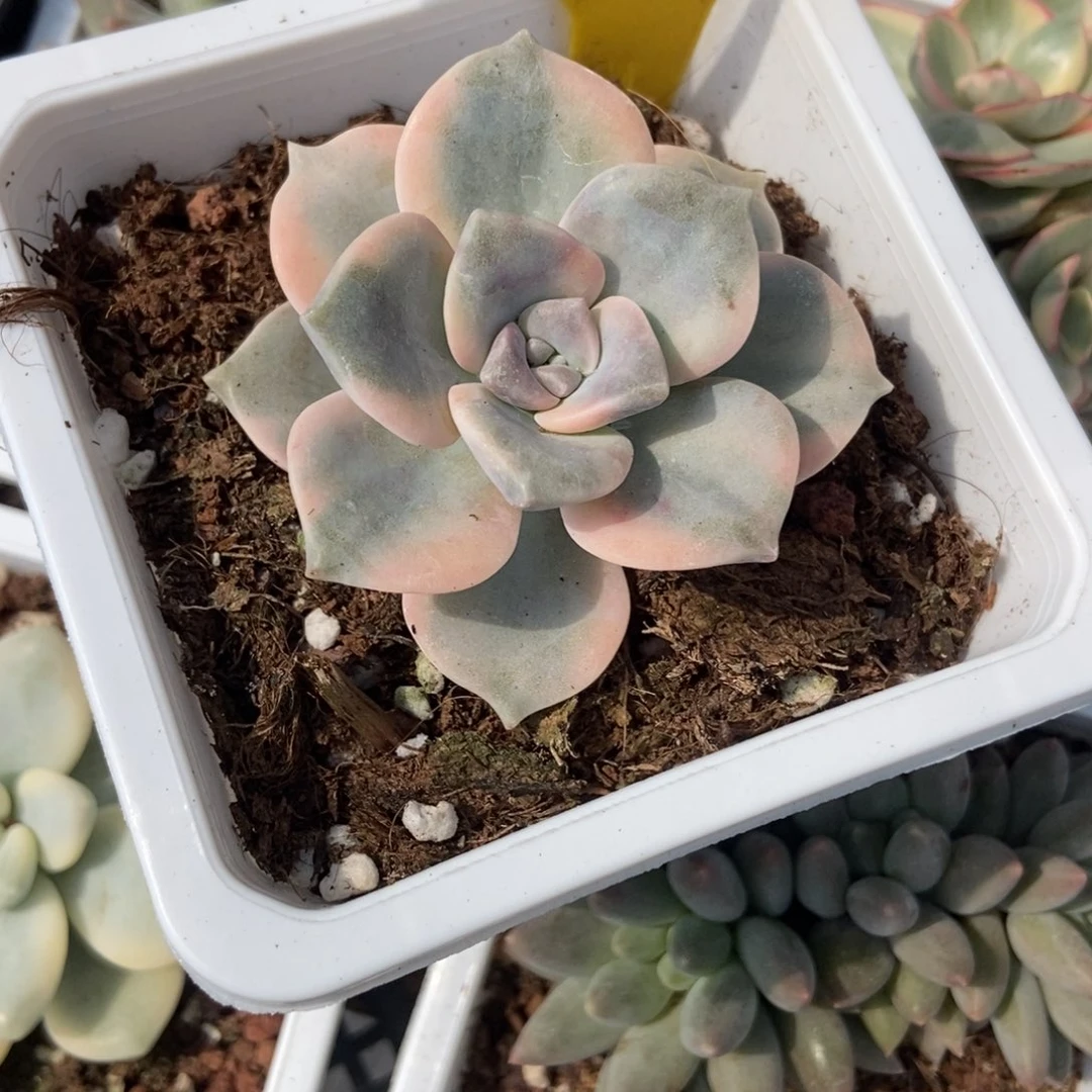 555紫乐锦多肉植物