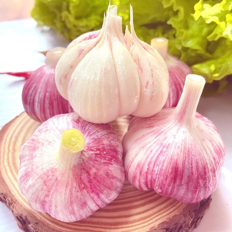 5斤现挖新鲜嫩大蒜湿蒜正宗紫白皮鲜蒜多瓣蒜农家自种可腌糖醋3斤