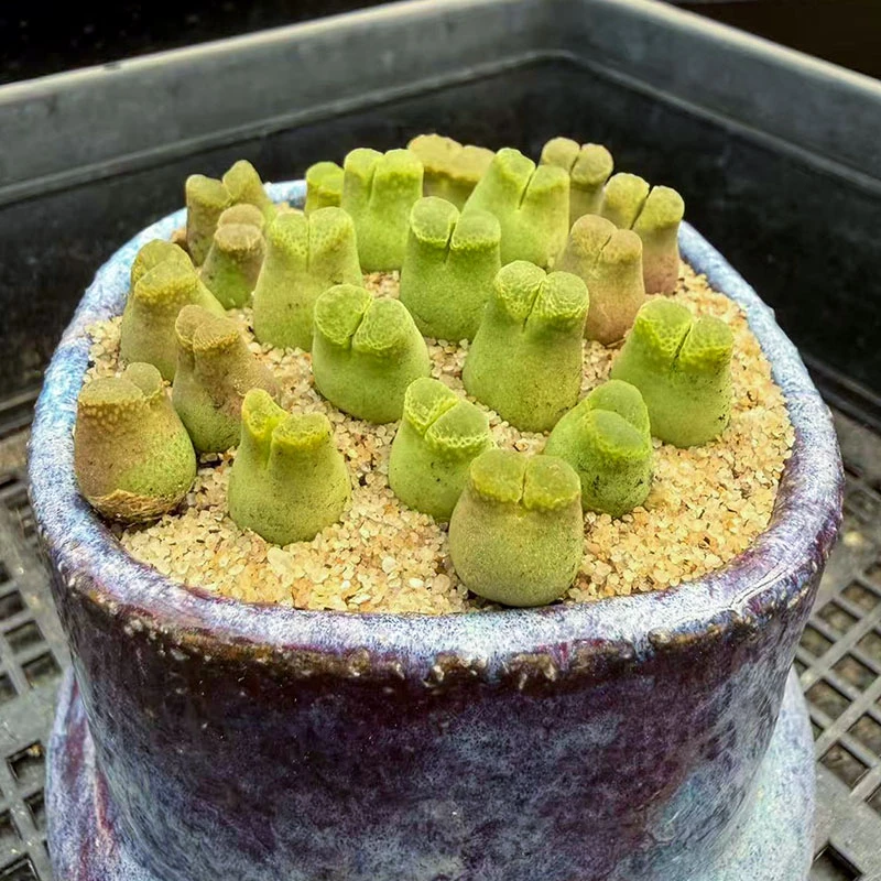 蜡笔小新1颗1厘米左右