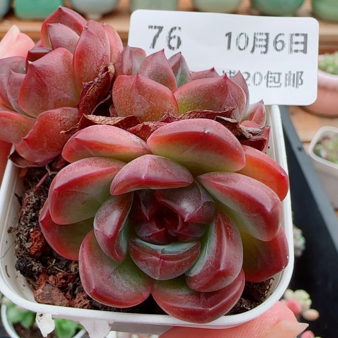 花语逸镜1006-76杂交溏心