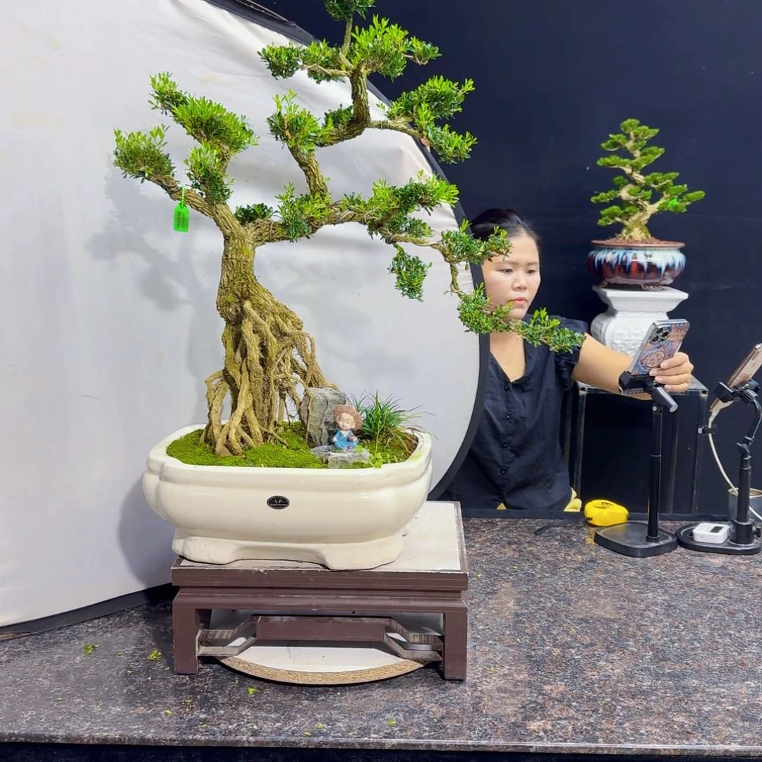 当前无花朵，栽培后可花朵