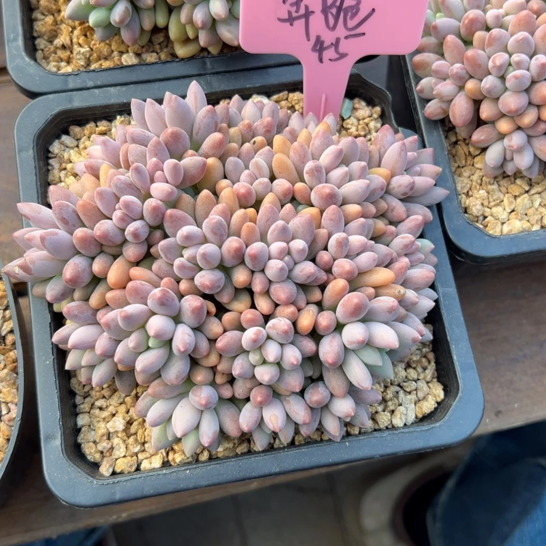 奔****星黛露11111111111111