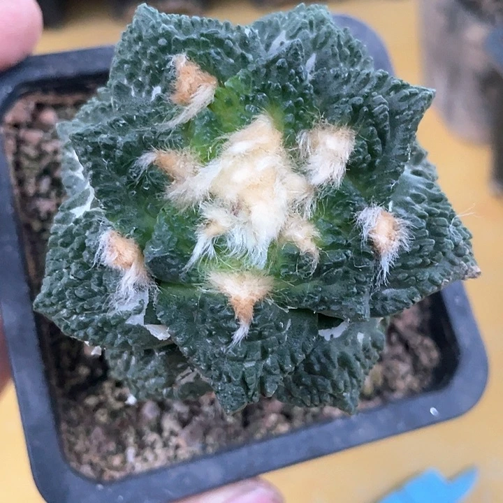 仙人球苗接菜花6.5公分157