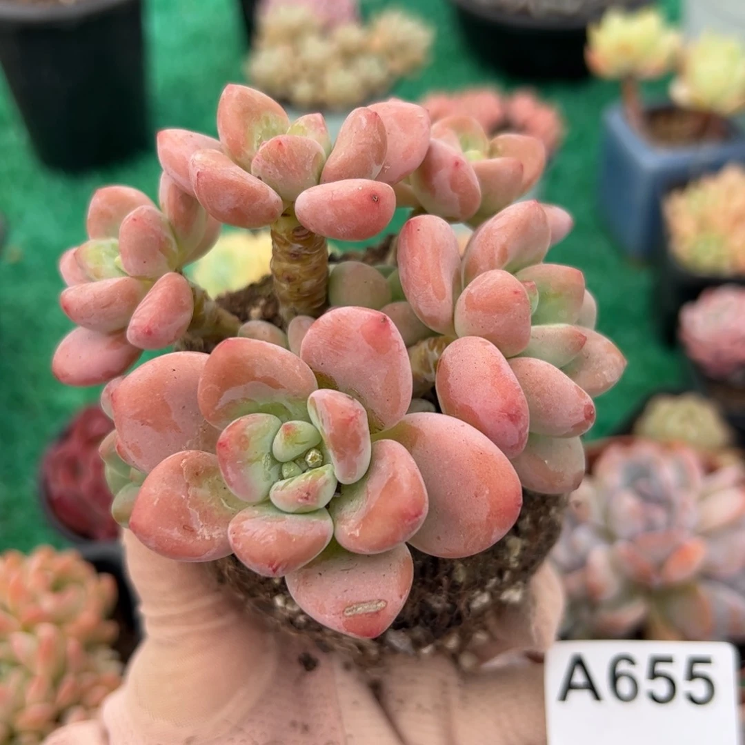 花*喵655 满38元包邮一物一拍