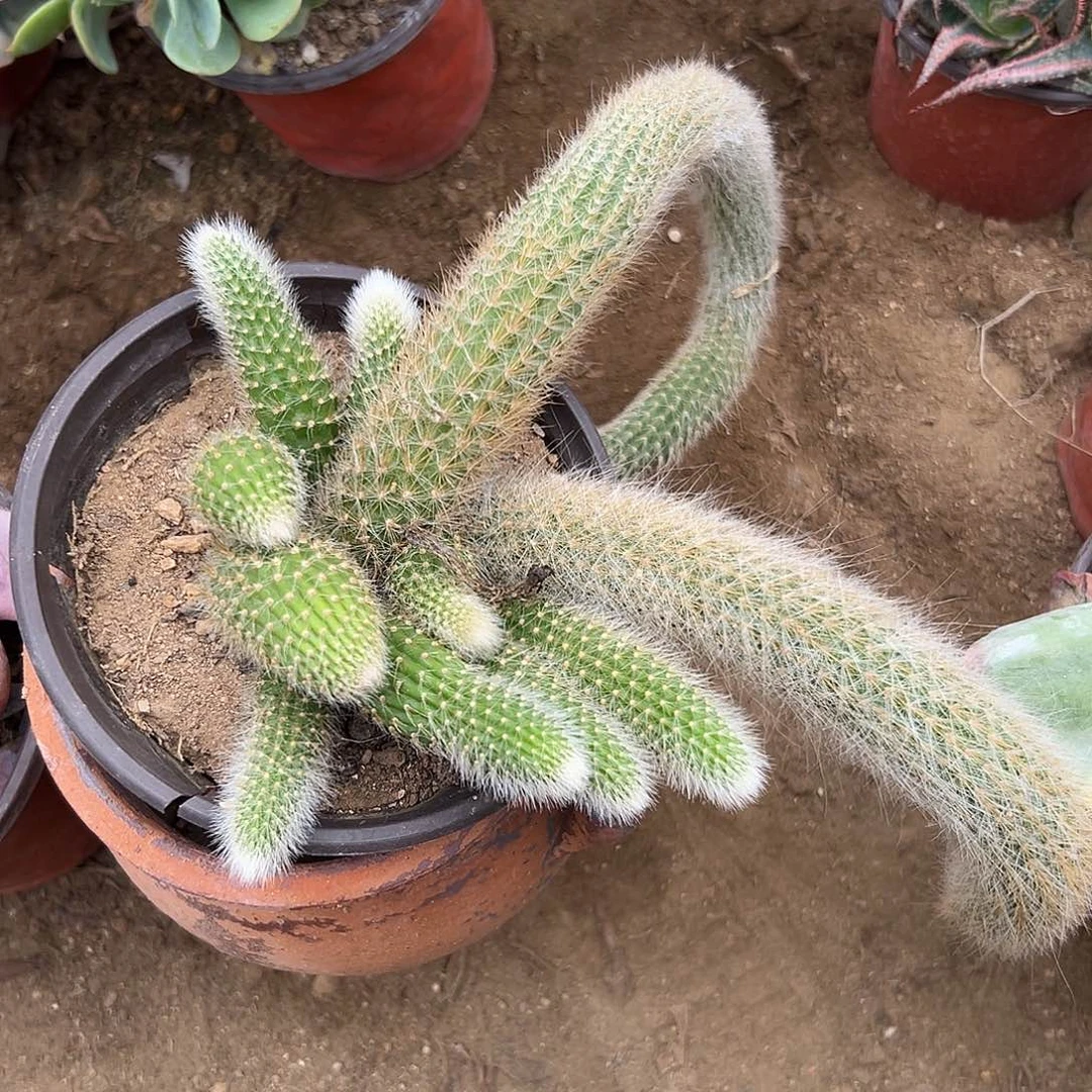 多肉植物多肉植物