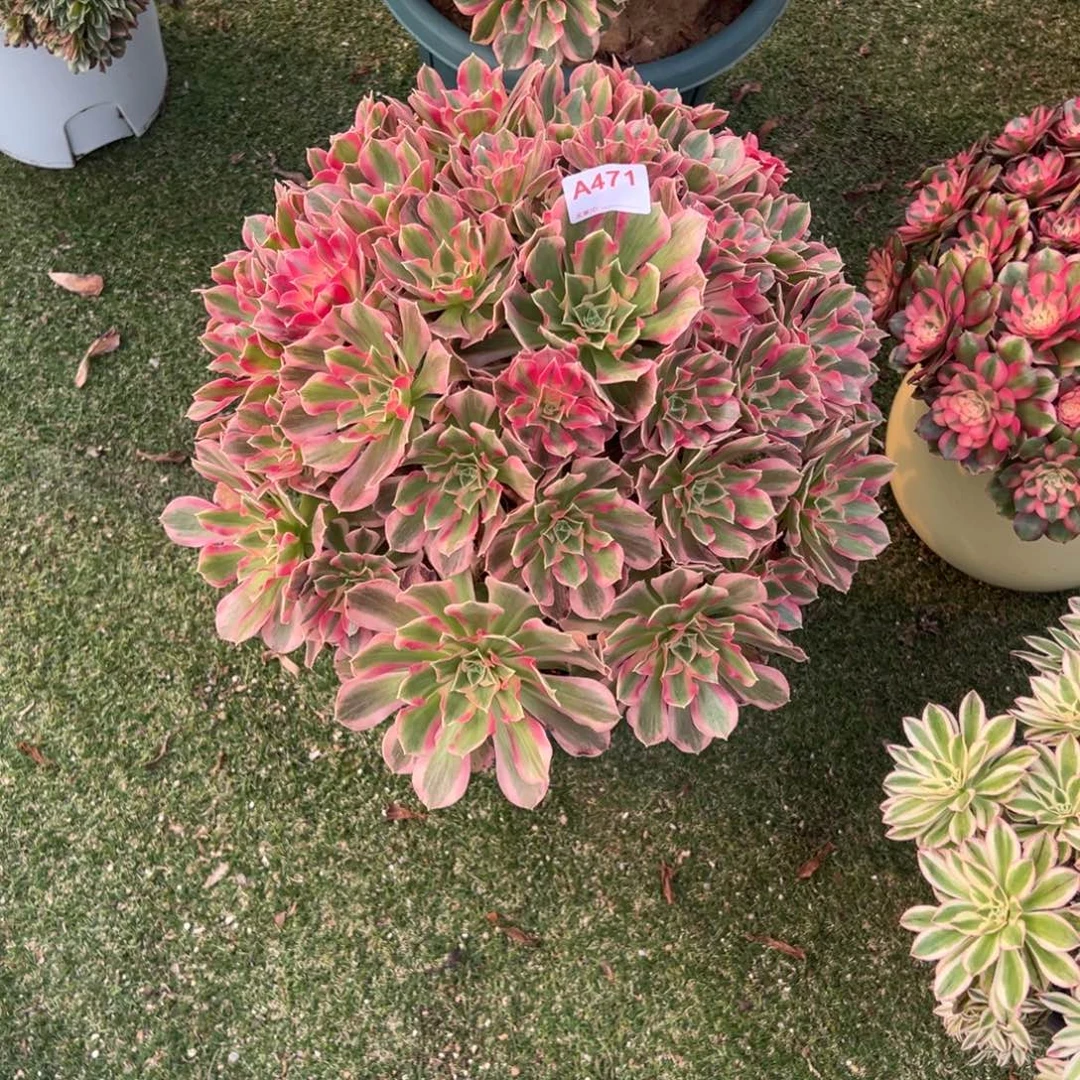 471，寄养多肉植物粉女巫