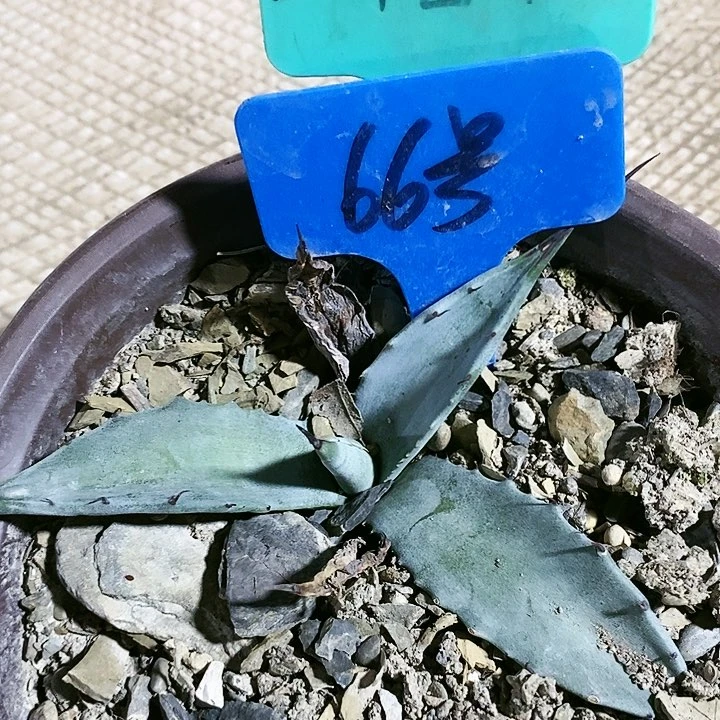 【闪购商品】无花朵龙舌兰虚空杂交