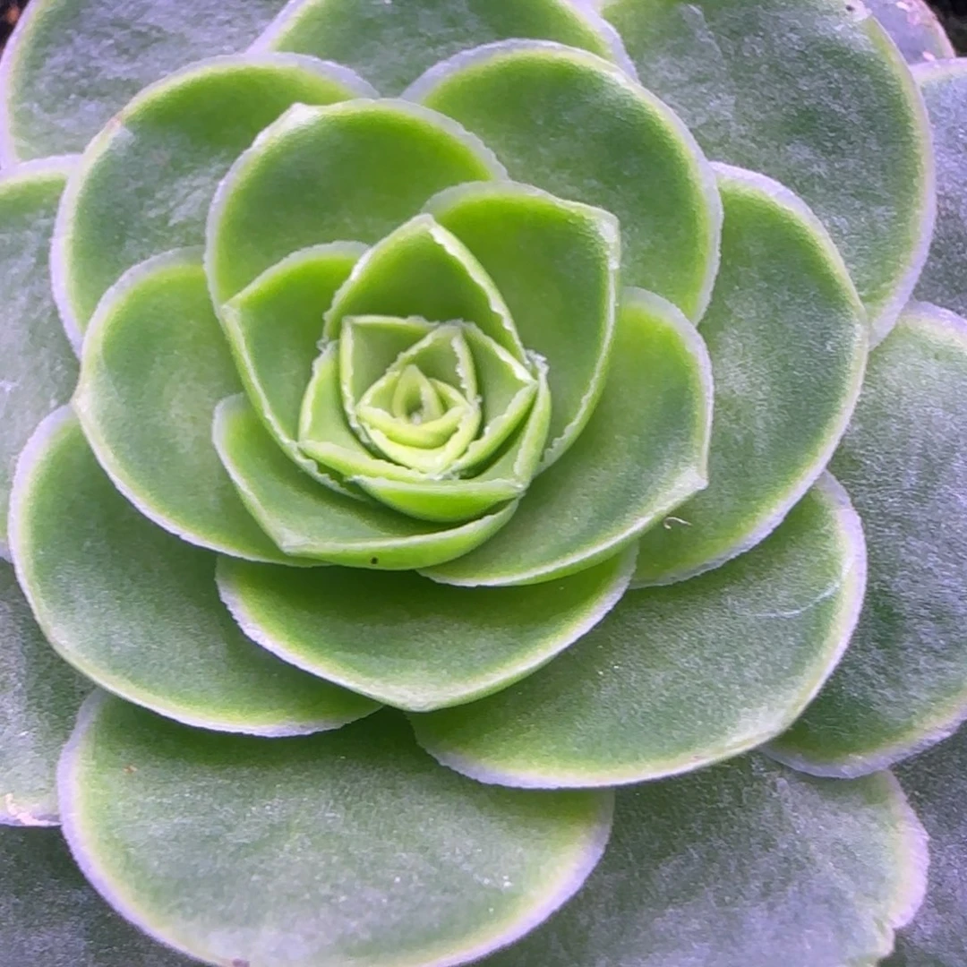 6.5厘米蕾丝玫瑰142757576