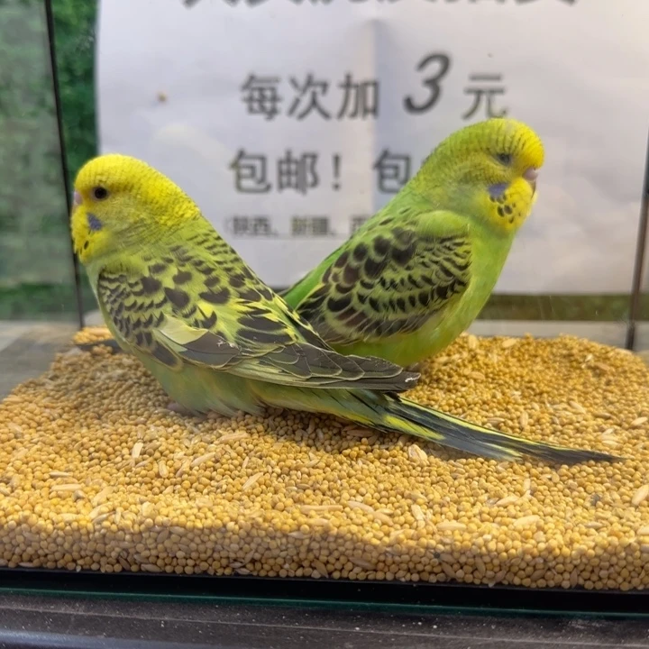 虎皮鹦鹉大头虎皮鹦鹉