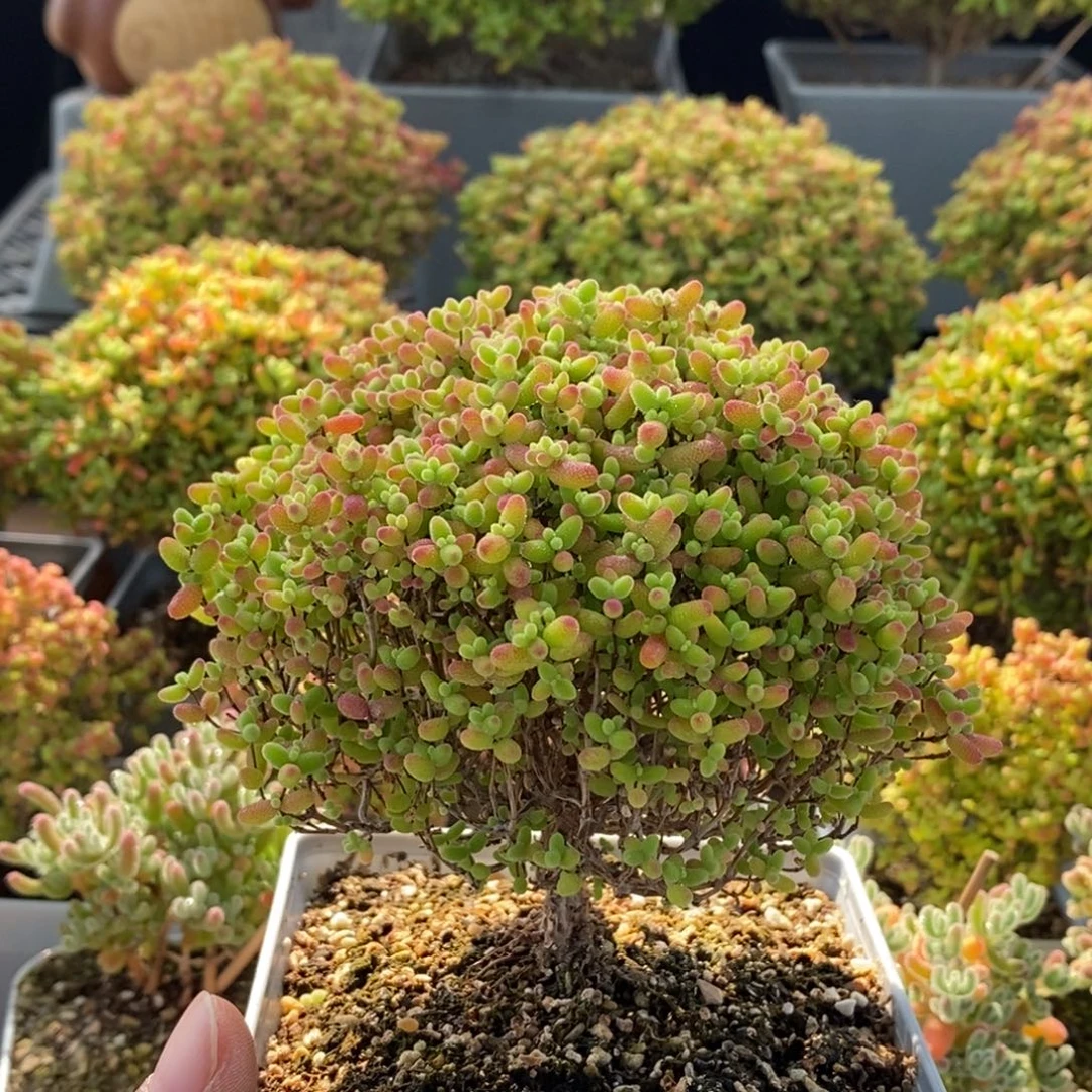 双十一福利蜜橘糖球1253