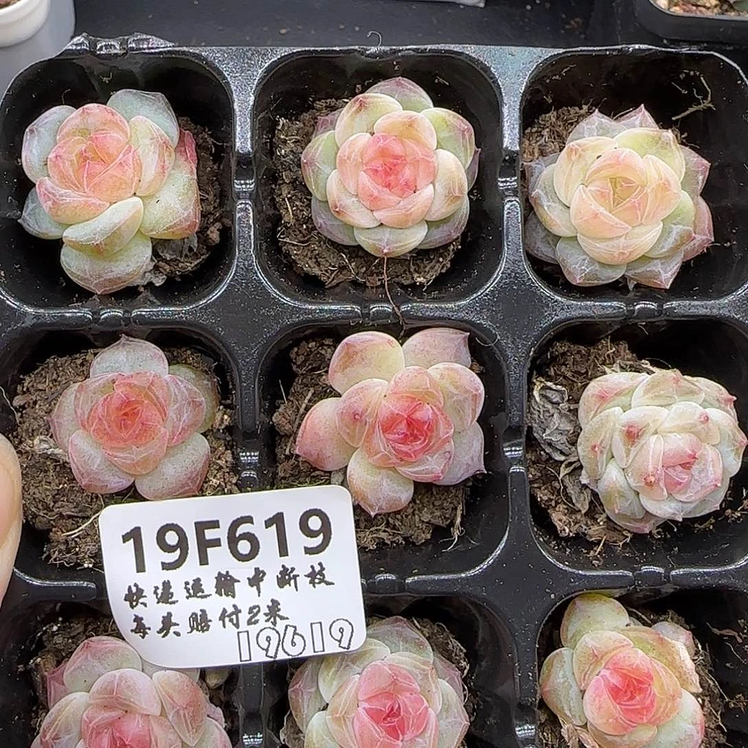 ＊***＊619九棵【满29包邮非偏远】