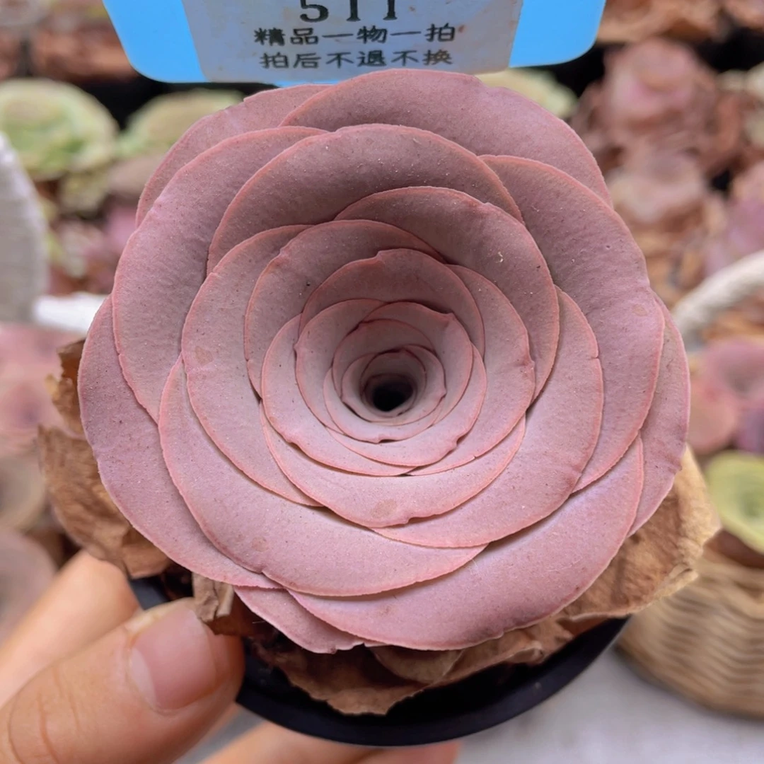 山地玫瑰511裸根发货不售后