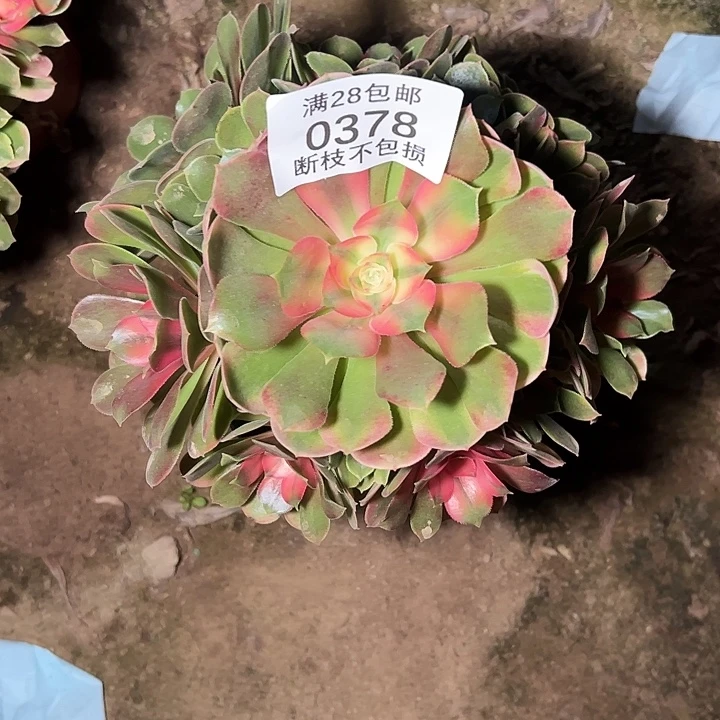 0378香妃多肉植物