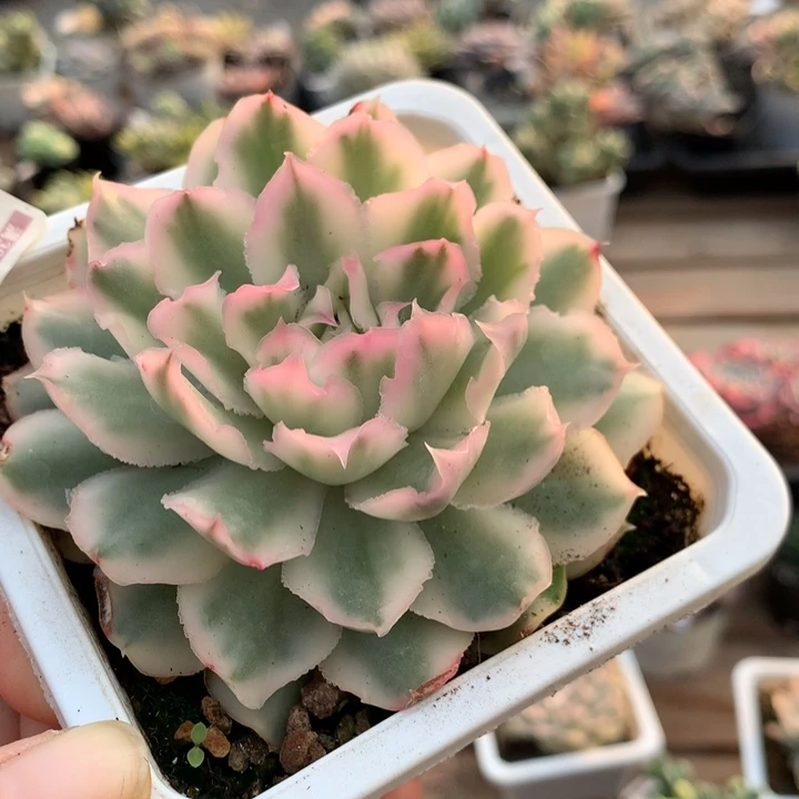 无花朵紫蝴蝶锦1939